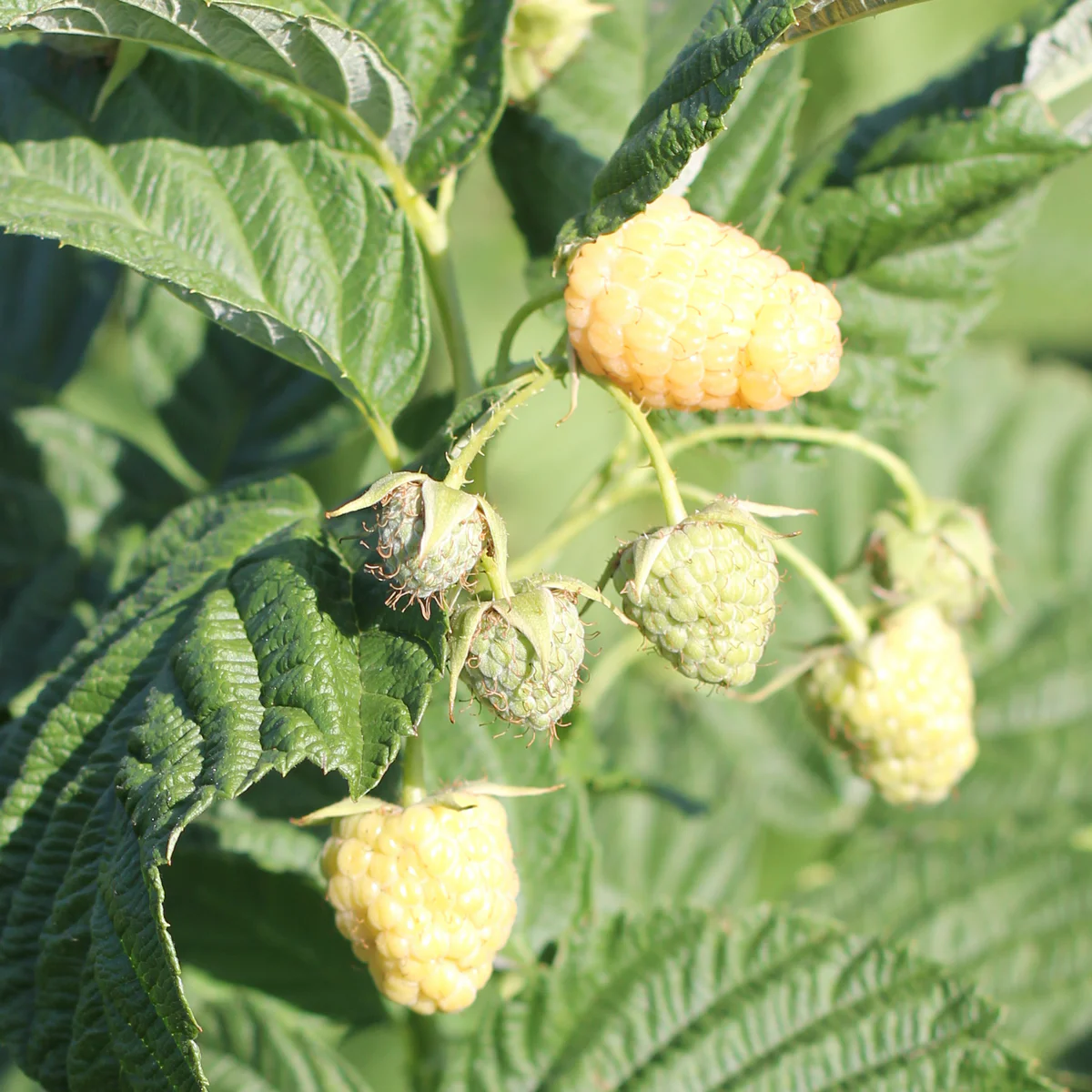 Жёлтая Зюгана (Yellow Sugana)